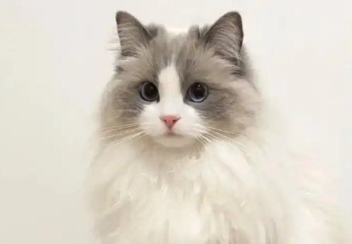 布偶猫怎么那么能吃 布偶猫怎么那么能吃