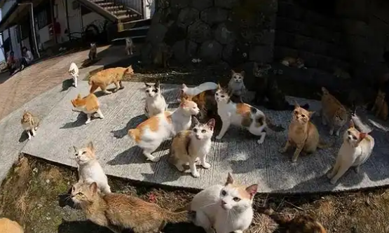日本“猫岛”:吃光岛上老鼠后,开始自学下海捕鱼 日本“猫岛”:吃光岛上老鼠后,开始自学下海捕鱼