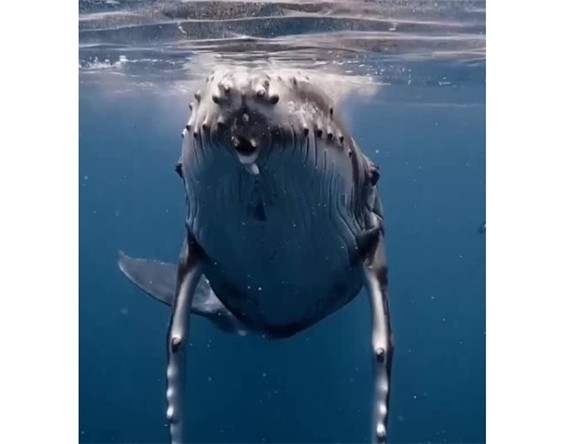 鲸鱼的胃有几个 鲸鱼的胃有几个