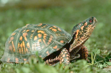 乌龟喂什么食物长得好 乌龟喂什么食物长得好