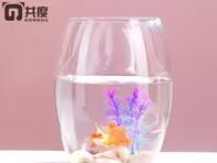 共度玻璃鱼缸可以暴晒吗