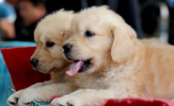 柳州一男子买狗退款遭拒后,竟当场摔死狗 柳州一男子买狗退款遭拒后,竟当场摔死狗