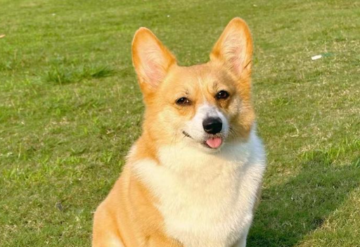 犬瘟热一般几天死亡
