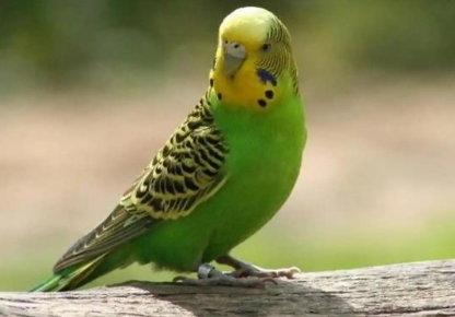 虎皮鹦鹉孵化出来需要人工喂养吗 虎皮鹦鹉孵化出来需要人工喂养吗