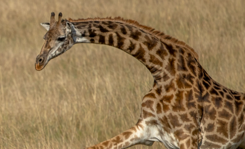 长颈鹿代表什么动物