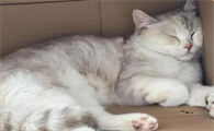 绝育猫咪乱拉乱尿是什么原因