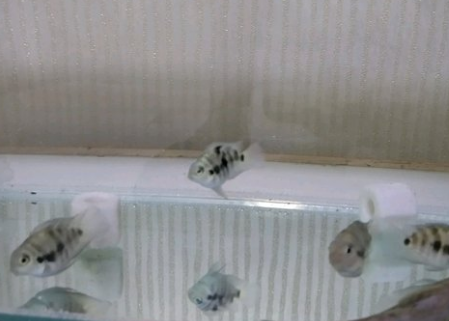 迷你鷚鹉宝蓝褪色怎么回事 迷你鷚鹉宝蓝褪色怎么回事