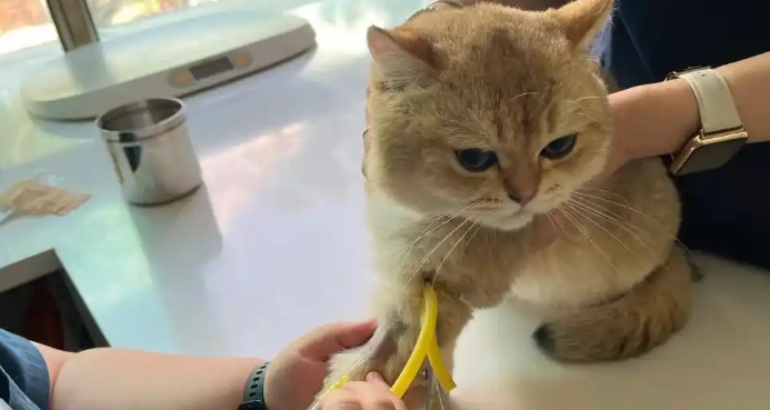 猫咪绿萝中毒怎么处理 猫咪绿萝中毒怎么处理
