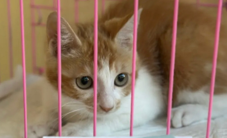 不便宜的宠物医疗:猫狗主人喊贵 宠物医院喊亏 不便宜的宠物医疗:猫狗主人喊贵 宠物医院喊亏