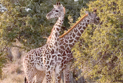 长颈鹿是大长腿吗 长颈鹿是大长腿吗