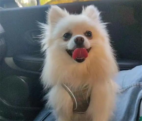 博美一胎一般生几个小狗需要多长时间