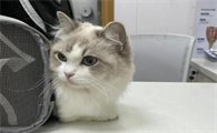 猫咪消炎退烧针一般打几天