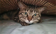 猫咪吐黄水不吃东西