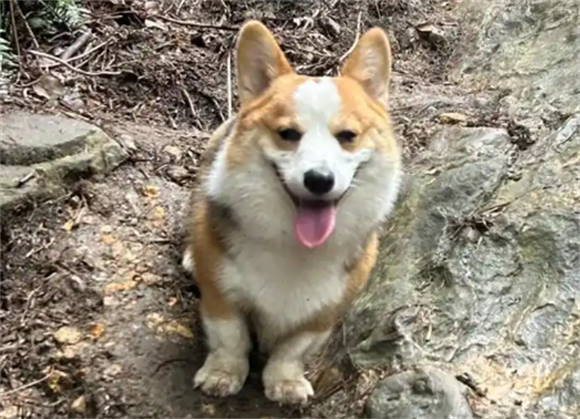 柯基犬怎么训练在厕所拉屎 柯基犬怎么训练在厕所拉屎