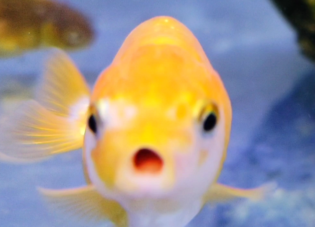 优鱼若宠兰寿金鱼，优鱼验开启家庭水族新体验