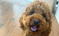 狗狗来姨妈量大吗
