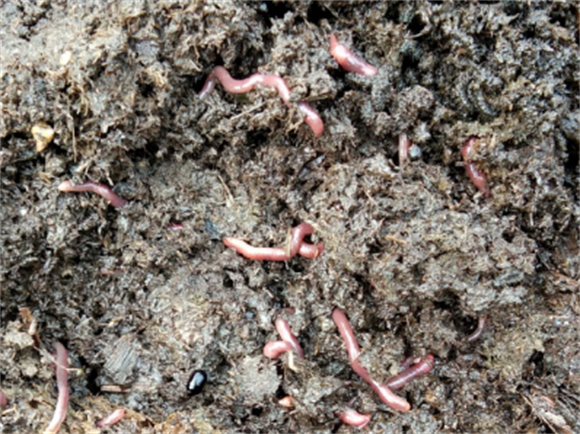哪种地方蚯蚓比较多 哪种地方蚯蚓比较多