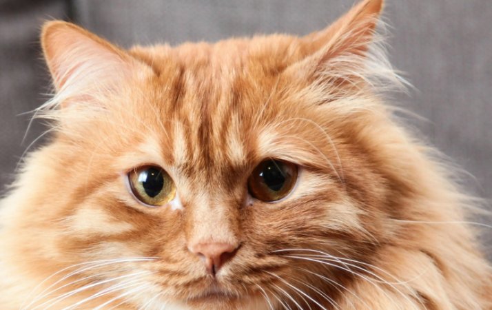 猫几天不喝水会死 猫几天不喝水会死