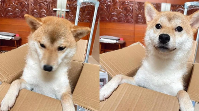柴犬毛发稀少怎么办