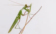螳螂是不是蚂蚱
