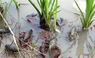 一亩地能养多少小龙虾