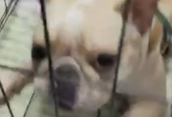 宠物狗托运途中死亡，主人质疑虚假宣传