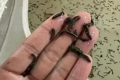 牛虻和水蛭在一起有什么功效