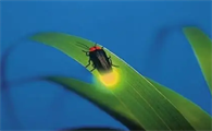 萤火虫冬眠吗