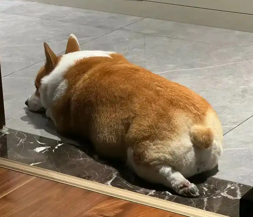 柯基犬尾巴怎么去除