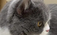猫咪耳朵流黄色脓怎么治疗