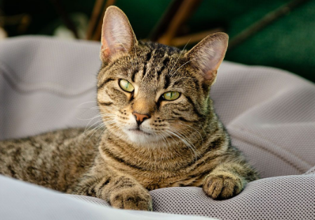 猫咪喝水就证明没有得狂犬病