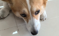 狗传染病检查查血还是粪便