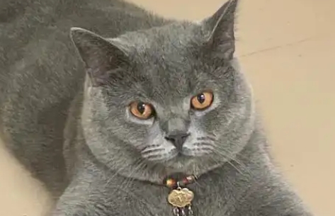 蓝母猫什么时候发腮