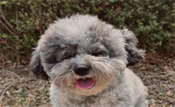 比熊犬有时候会像呛到一样的咳嗽是什么原因