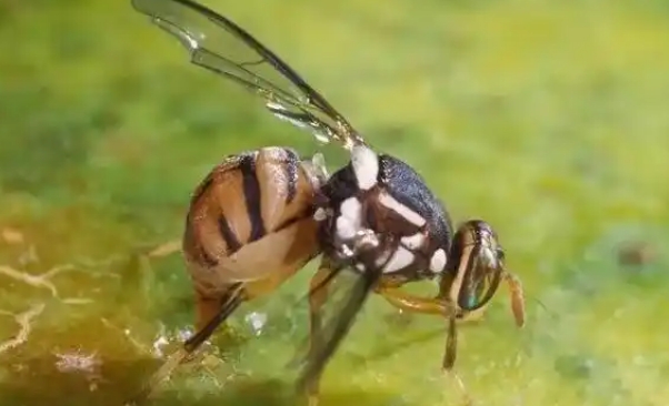 果蝇是真核生物吗