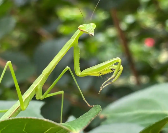 螳螂的本领是什么 螳螂的本领是什么