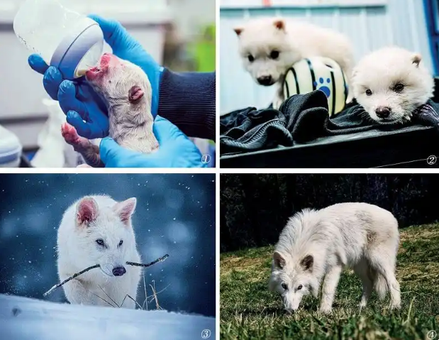 一万年前灭绝的凶猛动物，“复活”了？