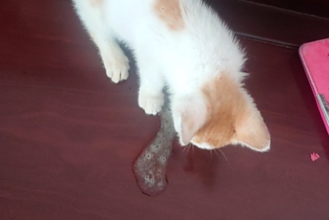 猫咪不吃不喝吐白色泡沫怎么办