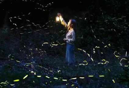 青海有萤火虫吗 青海有萤火虫吗