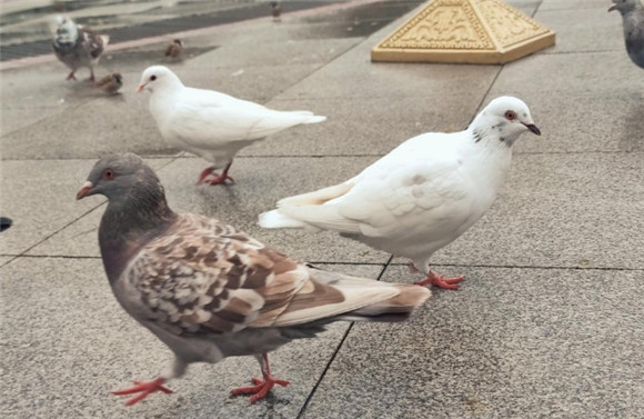鸽子鉴定公母试纸