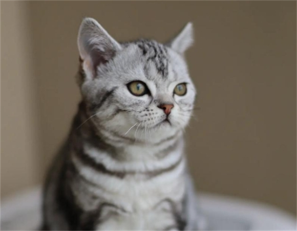 虎斑猫几个月退毛 虎斑猫几个月退毛