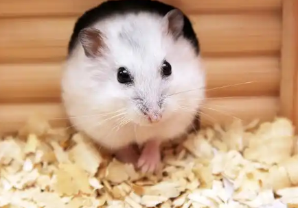 仓鼠要喝水吗怎么喂食