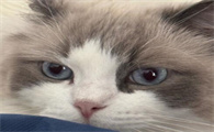 猫咪传腹不吃东西要强行喂吗