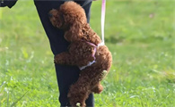 两个月幼犬一天吃多少蛋黄