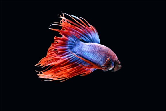 斗鱼繁殖中怎么判断母鱼排完卵 斗鱼繁殖中怎么判断母鱼排完卵