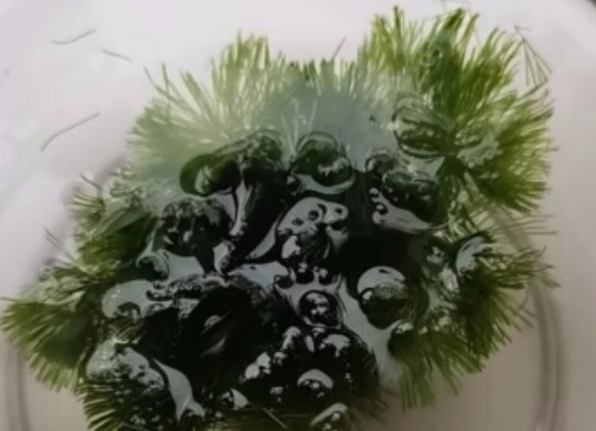 用逸乐宠水草植物打造梦幻水下森林