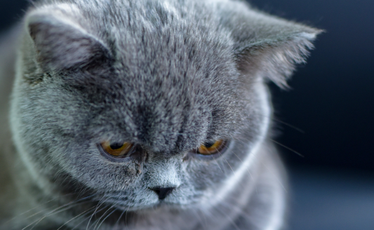 猫快死的七大征兆 猫快死的七大征兆