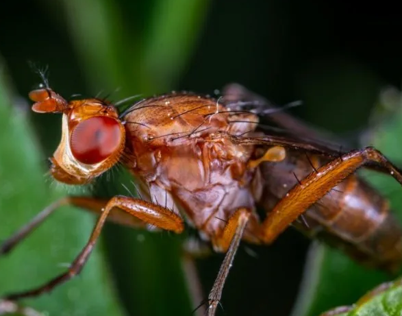 果蝇的养殖技术 果蝇的养殖技术
