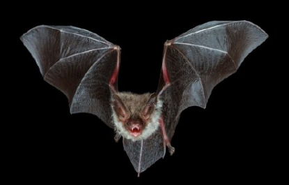 怎么能把蝙蝠引出来 怎么能把蝙蝠引出来