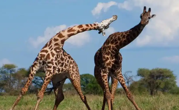 长颈鹿怎么叫妈妈 长颈鹿怎么叫妈妈